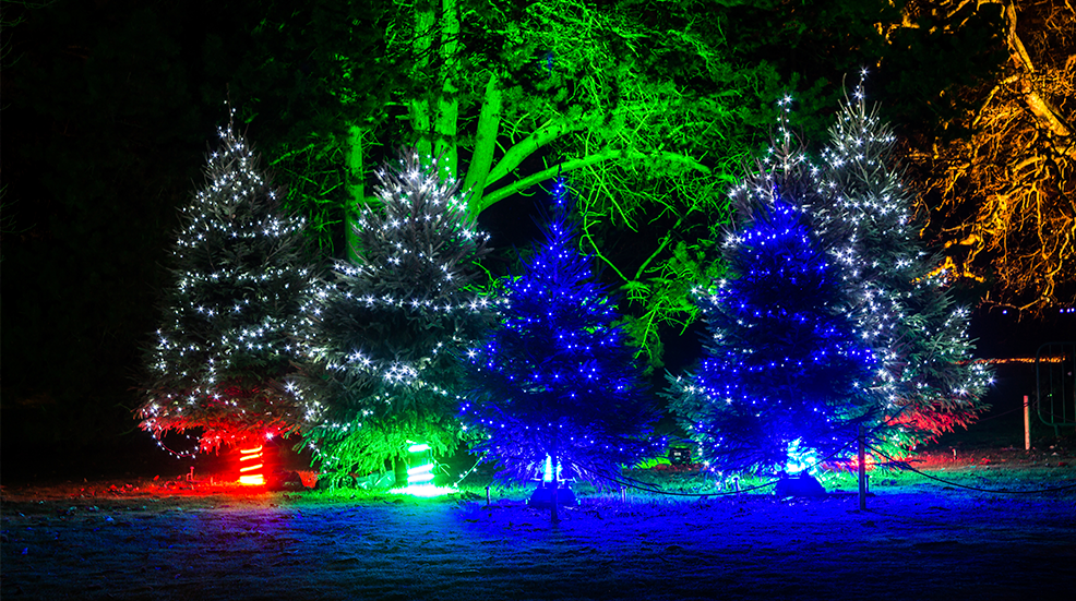 Many Christmas evergreen trees beautifully decorated with lights are illuminating at night in a pitch dark with magically lighten up trees on a background at Kew Gardens